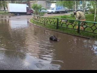 В Уфе в одной из луж поселился бобер