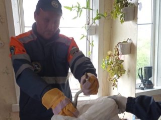 В Башкирии змея заползла в домашний погреб