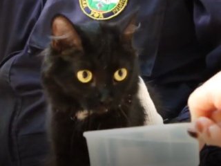 В Уфе спасатели помогли вызволить застрявшего на дереве кота