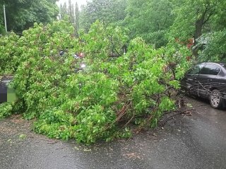 В Уфе упавшие деревья повредили 6 автомобилей