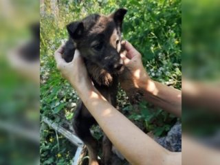 Спасатели из Башкирии вызволили из беды кошку и щенка
