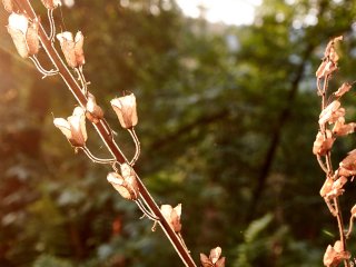 В Башкирии потеплеет до +27 °С