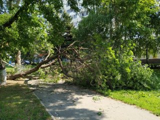 В Уфе на женщину упало дерево