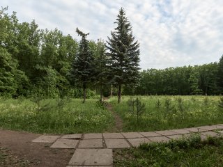 Жителя Башкирии осудили за незаконную рубку сосен