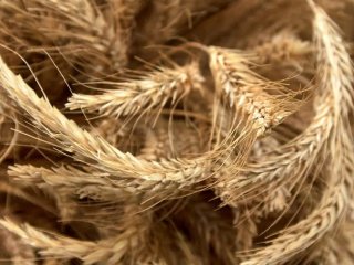 В Башкирии собрали более 4 млн тонн зерна 