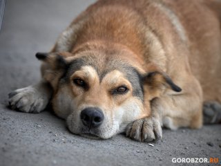 В России могут появиться новые штрафы за жестокое обращение с животными