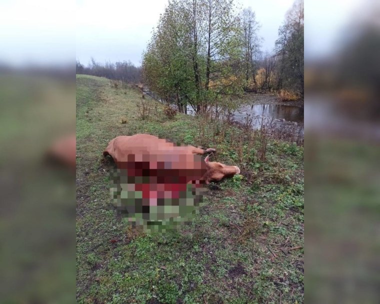 В Башкирии медведь напал на корову В Башкирии медведь напал на корову