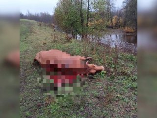 В Башкирии медведь напал на корову