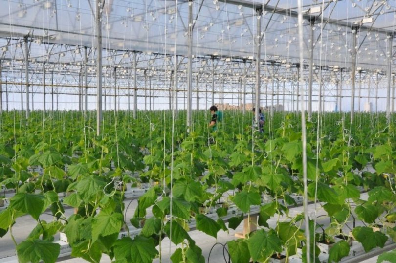 В Башкирии построят тепличный комплекс по выращиванию овощей за 225 млн рублей