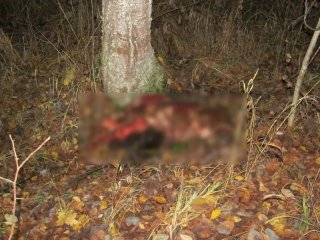 В Башкирии задержали браконьера, убившего лося
