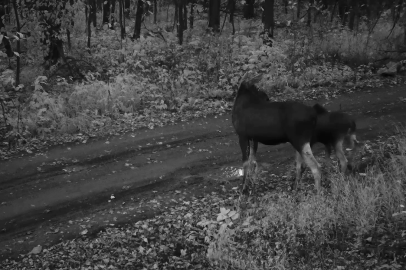 В фотоловушку в нацпарке «Башкирия» попало семейство лосей (ВИДЕО) В фотоловушку в нацпарке «Башкирия» попало семейство лосей (ВИДЕО)