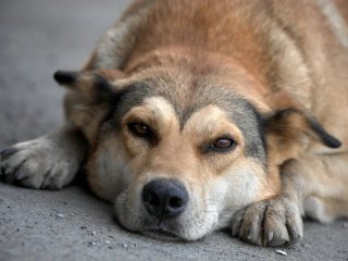 Парламент Башкирии направил в Госдуму три законопроекта о бродячих собаках