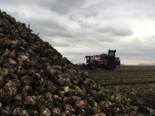 В Башкирии произвели 100 тысяч тонн сахара из свеклы нового урожая