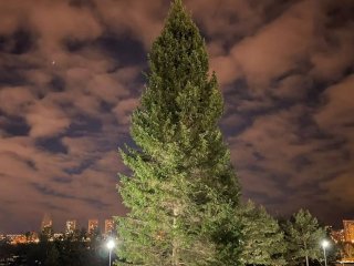 В двух парках Уфы установили новогодние ели