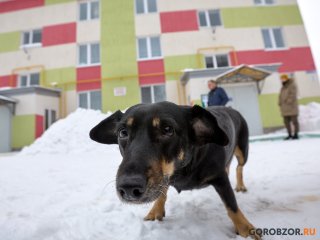 В городе Башкирии открылся уникальный зооцентр