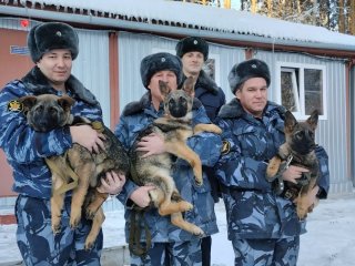 В кинологическую службу УФСИН по Башкирии поступили новые щенята