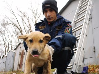 В Уфе спасатели помогли застрявшему между гаражами щенку