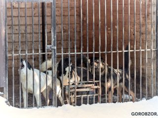 В Уфе выигравшая тендер на отлов зоозащитница выпустит на улицу тысячу собак, если ей не помогут власти