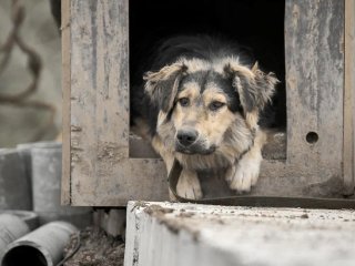 11 случаев бешенства животных зарегистрировано в Башкирии