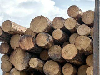 В Башкирии семьи погибших участников СВО смогут получить древесину в приоритетном порядке
