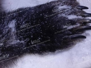 В Башкирии трое мужчин незаконно убили крупного медведя