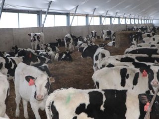 В Чекмагушевском районе произвели рекордное количество молока