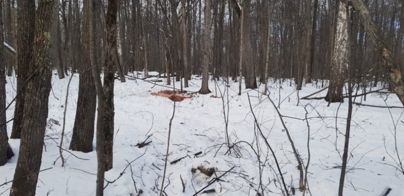 Полицейские нашли подозреваемых в убийстве 14 лошадей в Башкирии Полицейские нашли подозреваемых в убийстве 14 лошадей в Башкирии