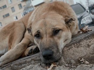 В Башкирии приняли закон о господдержке частных приютов для животных