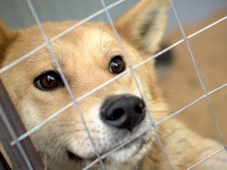 В Башкирии проработают вопрос о запрете размещения приютов для собак в жилой зоне