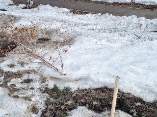 В Башкирии вандалы снова уничтожили саженцы крупномеров на аллее