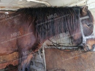 Житель Оренбургской области приехал в Башкирию, чтобы украсть лошадей