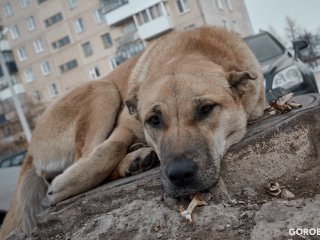 Депутат Башкирии прокомментировала закон о «гуманной эвтаназии» бездомных животных