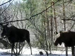 Лоси попали в фотоловушку в нацпарке «Башкирия»