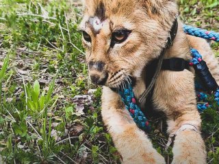Маленькая львица из Уфы обрела новый дом