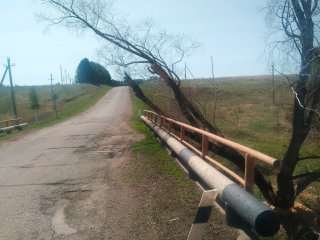 В Башкирии бобры повалили дерево на мост
