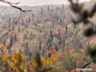 В Башкирии лес от огня защищают минерализованные полосы