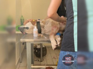 В полиции прокомментировали расправу над собаками в Башкирии