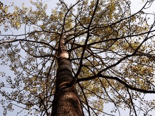 Жительница Уфы обратила внимание на гибель лесов в городе
