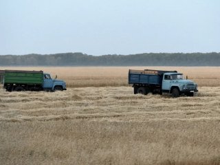 В Башкирии ожидается нашествие саранчи