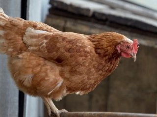 К ликвидации очага птичьего гриппа под Уфой привлечены дополнительные силы
