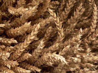 Урожай зерна в Башкирии превысил 1,2 млн тонн