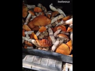 В Башкирии грибники набрали целый багажник подосиновиков и еще несколько ведер