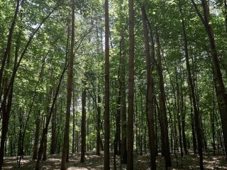 В Уфе одобрили проект благоустройства парка Гафури