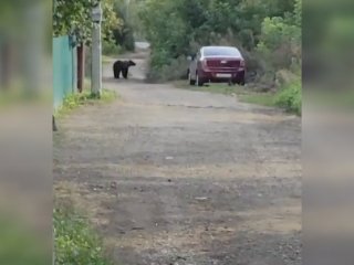 «Вышел к людям в поисках пропитания»: в минэкологии прокомментировали появление медведя в Уфе