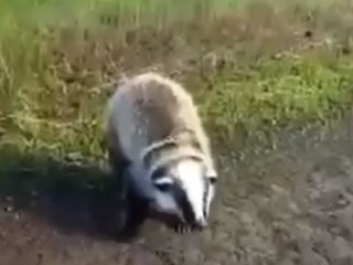 Житель Башкирии заснял радостное видео с барсуком, называя его бобром
