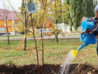 23 сентября в Уфе высадят 2 393 дерева и 2 996 кустарников