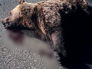 «ГАЗель» насмерть сбила медведя в Башкирии