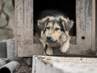 Под Уфой введен карантин по бешенству