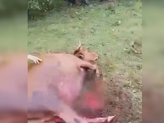 В Башкирии медведь задрал еще одну корову