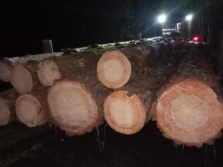 В Башкирии задержали «черного» лесоруба
